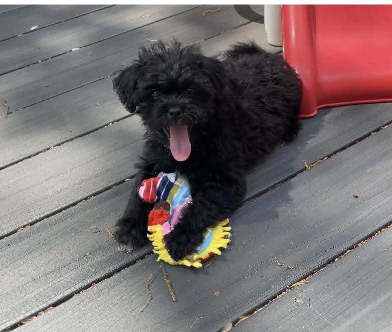 Enlarge Dallas, a ADOPTABLE mixed breed in Ellicott City, MD image 2/6