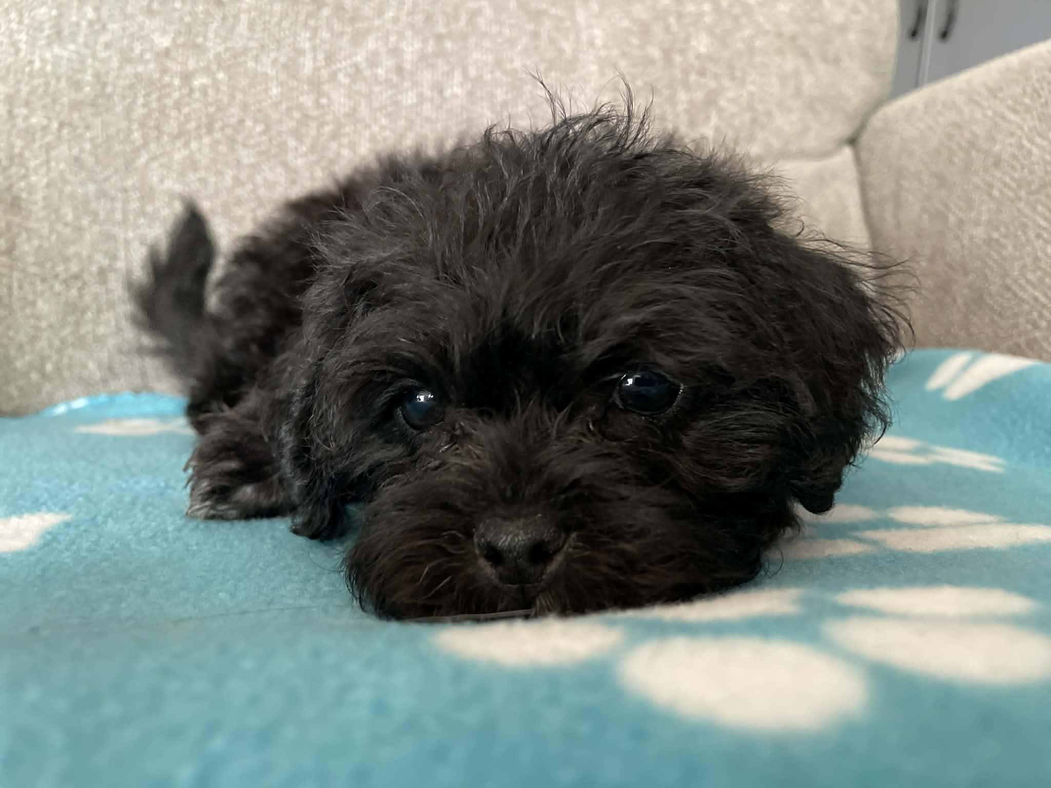 Enlarge Dallas, a ADOPTABLE mixed breed in Ellicott City, MD image 4/6