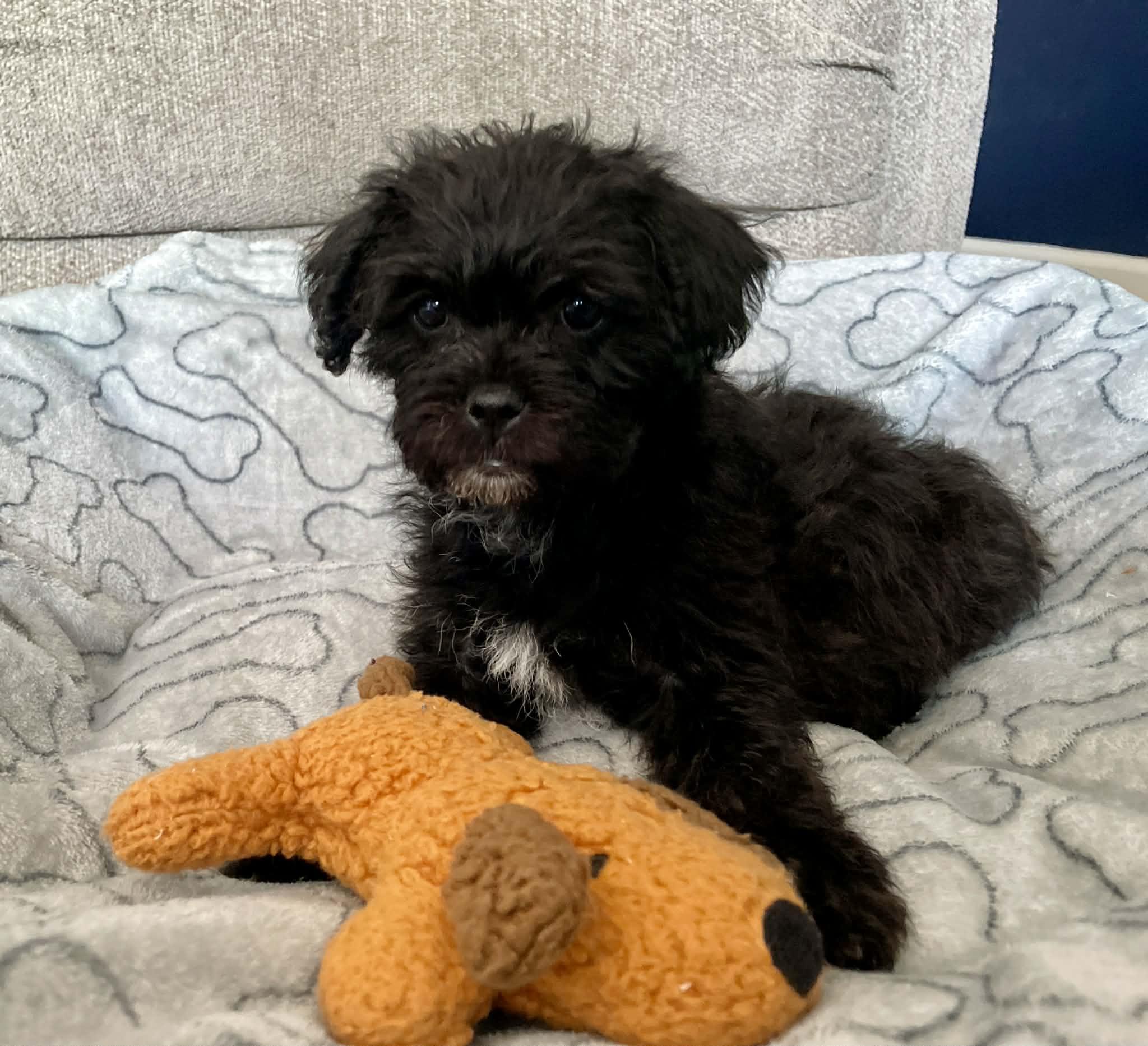 Enlarge Dallas, a ADOPTABLE mixed breed in Ellicott City, MD image 3/6