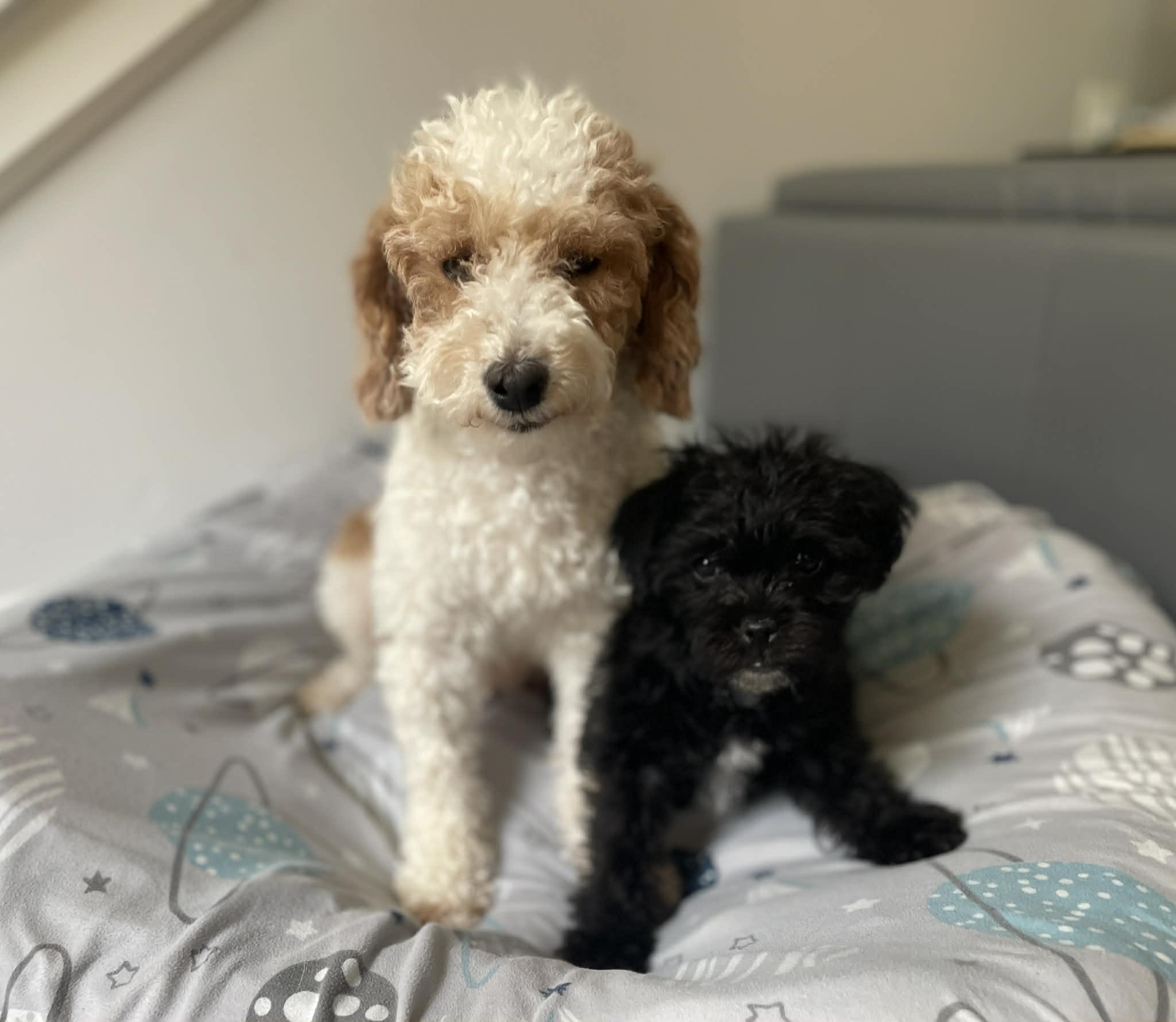 Enlarge Dallas, a ADOPTABLE mixed breed in Ellicott City, MD image 5/6