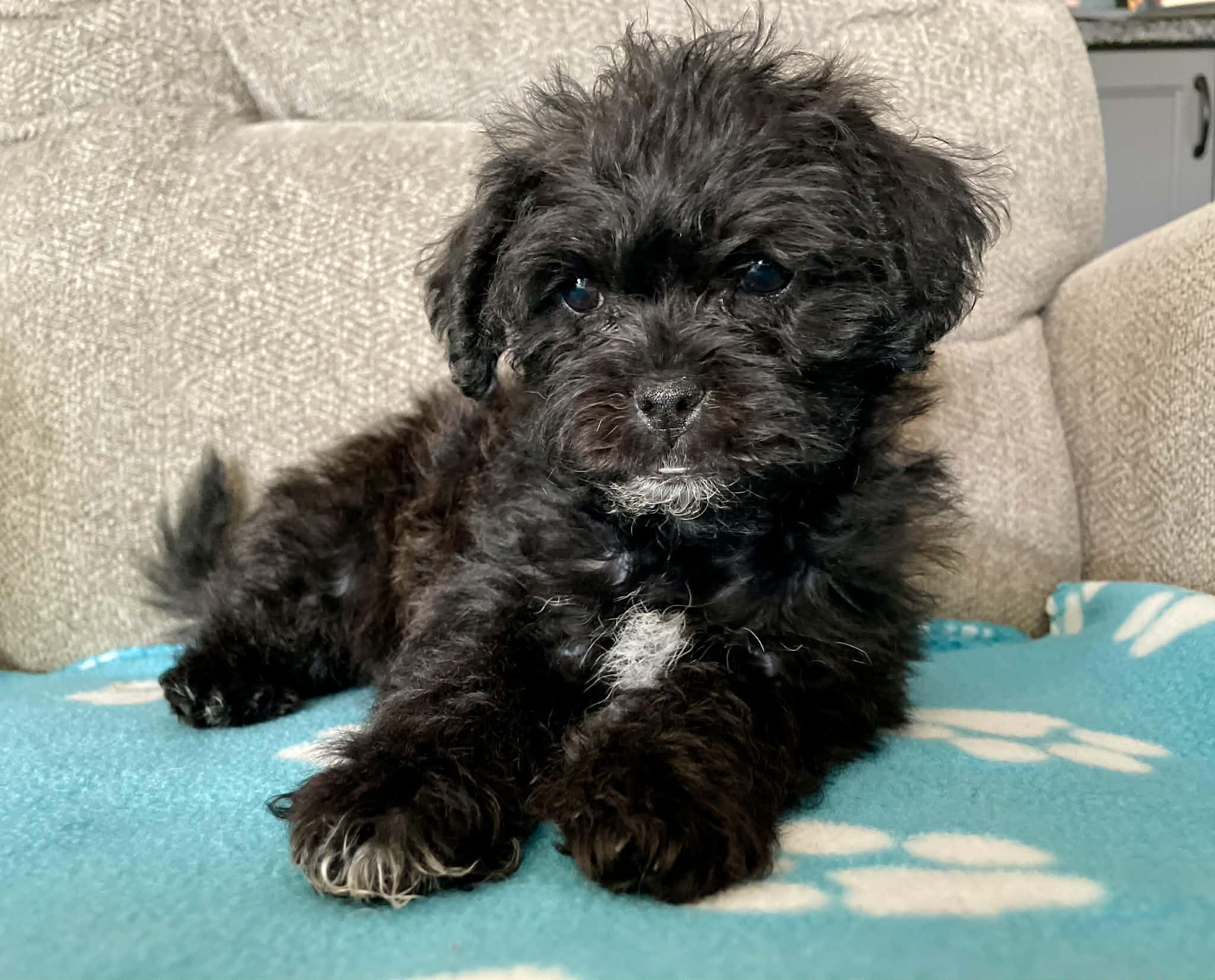 Dallas, ADOPTABLE, Puppy Female Poodle & Mixed Breed.