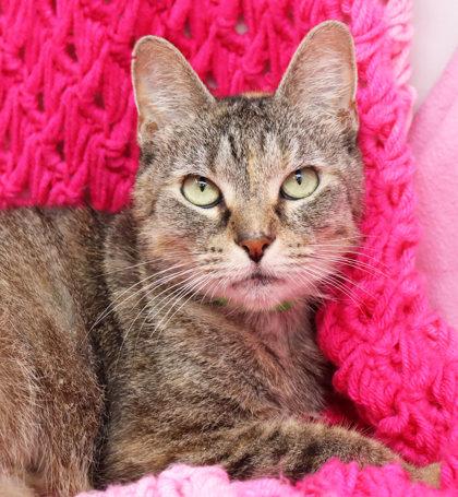 Enlarge Harley, a Adoptable Domestic Short Hair in Largo, FL image 1/1