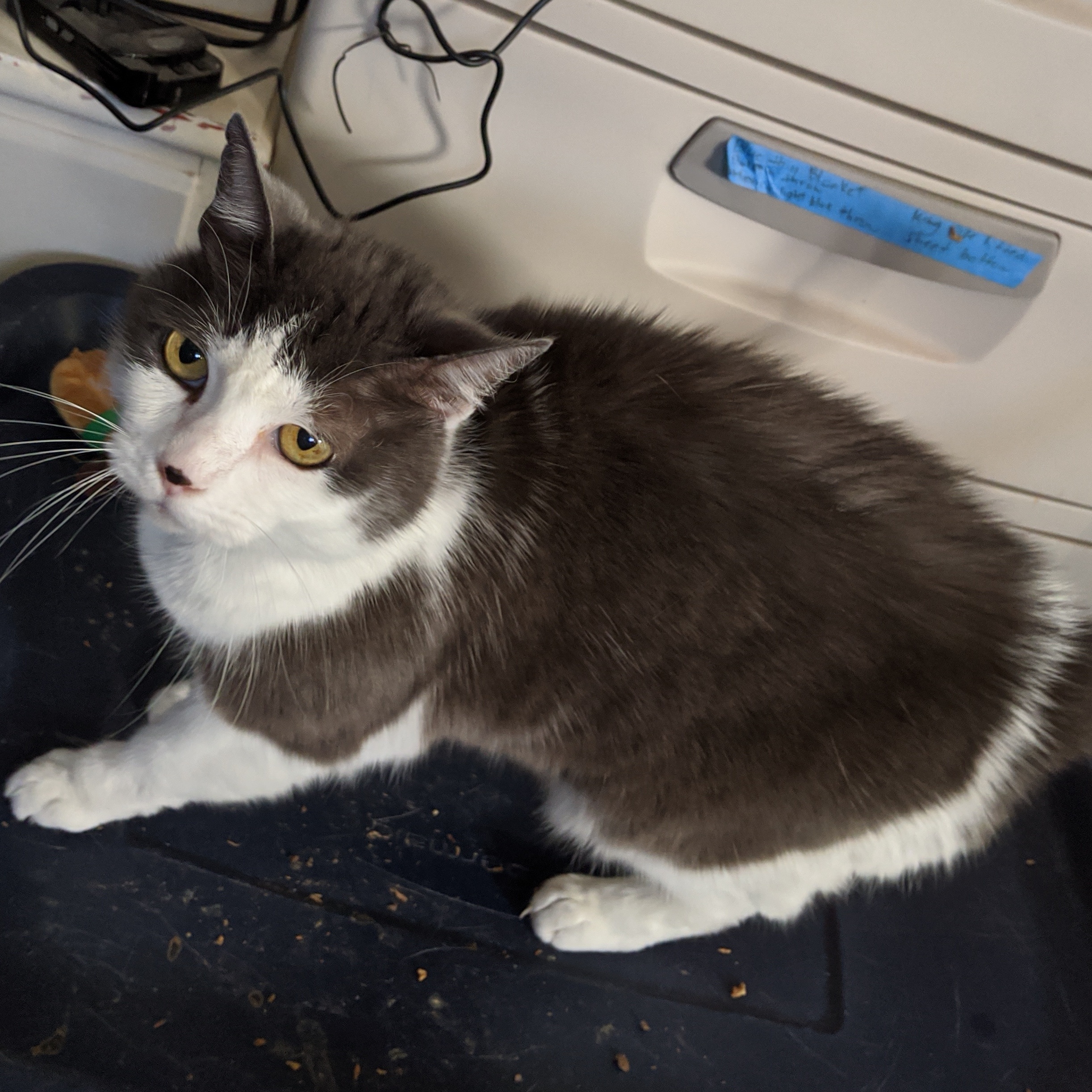 Enlarge Priscilla, a Adoptable American Shorthair in Goleta, CA image 2/5