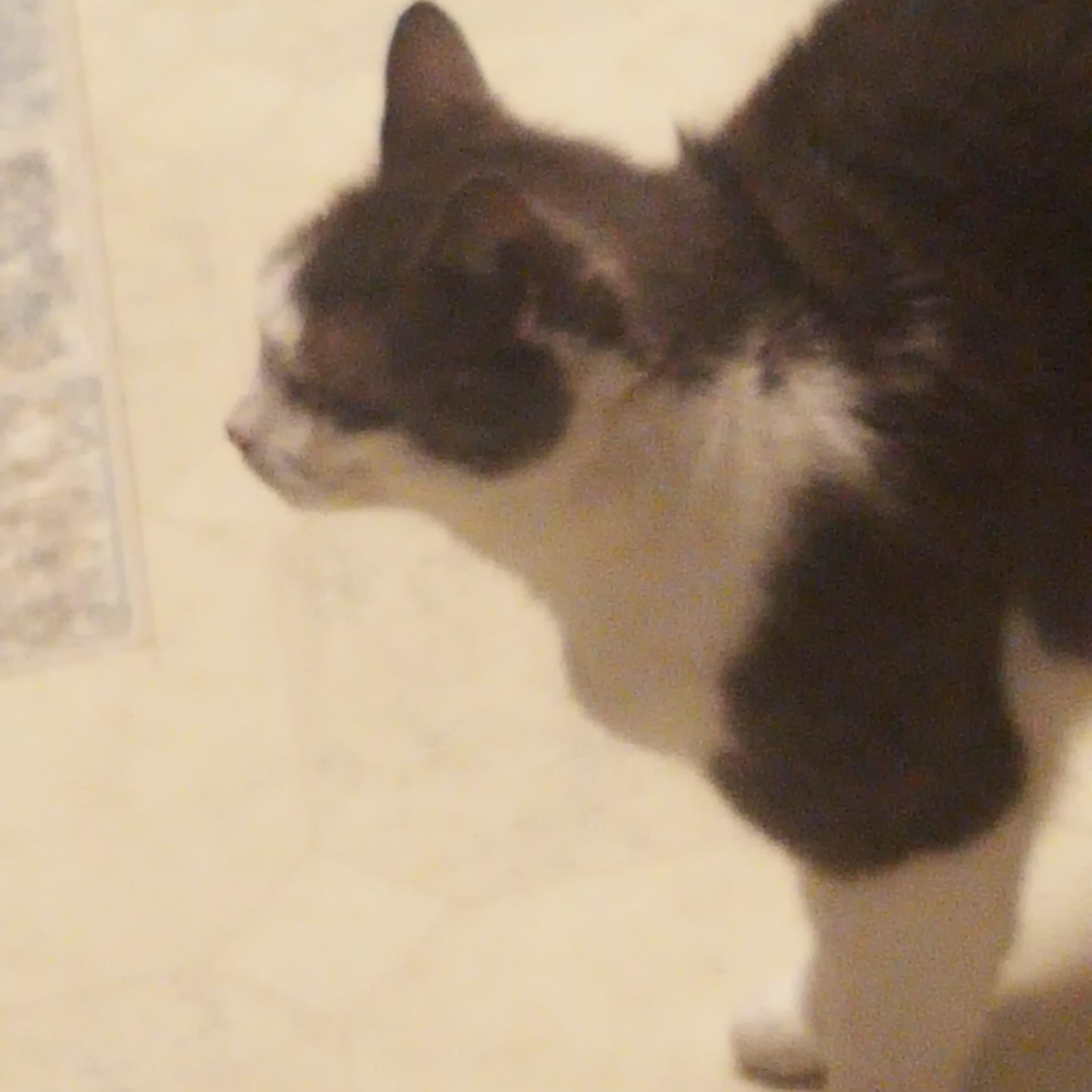 Enlarge Priscilla, a Adoptable American Shorthair in Goleta, CA image 5/5