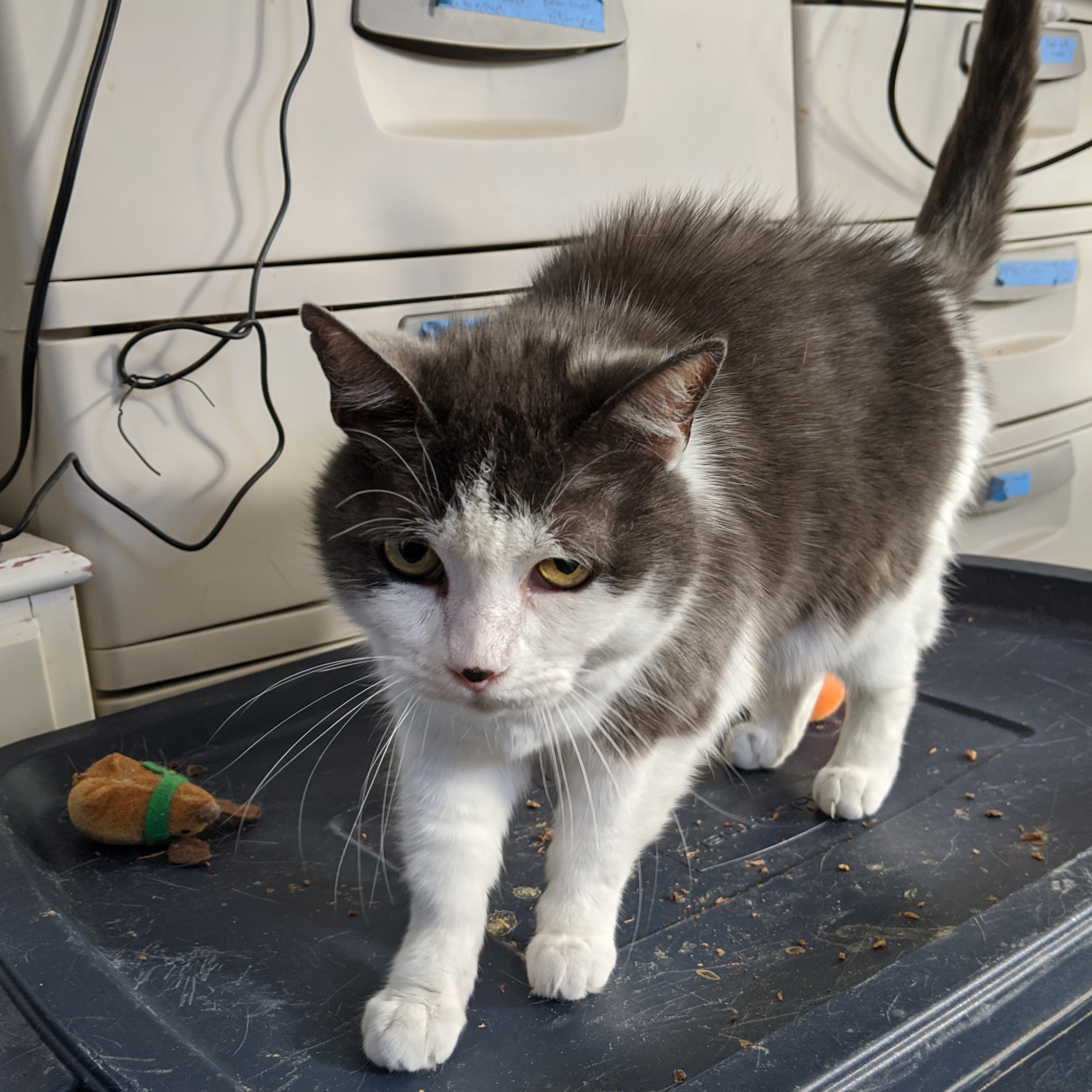Enlarge Priscilla, a Adoptable American Shorthair in Goleta, CA image 3/5