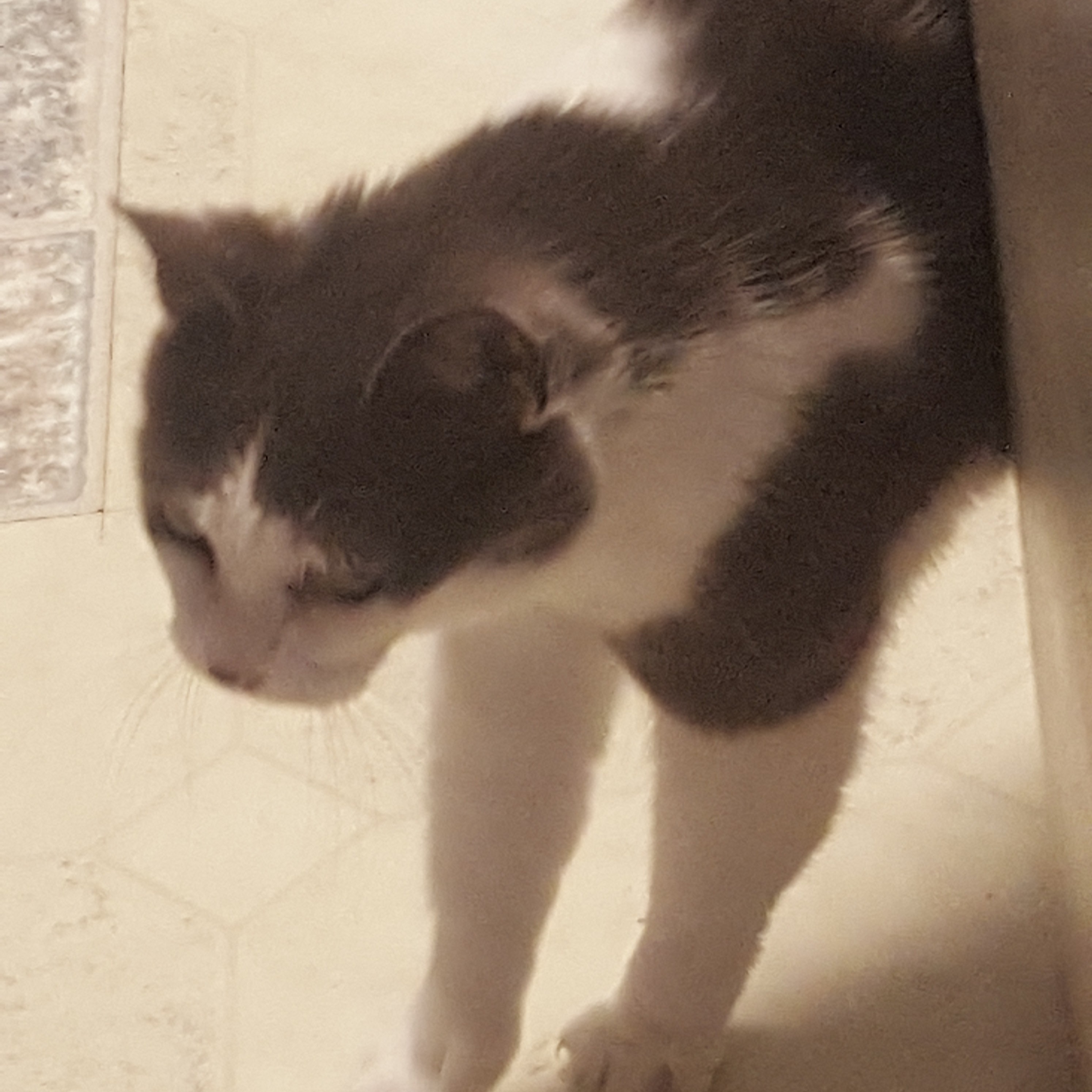 Enlarge Priscilla, a Adoptable American Shorthair in Goleta, CA image 4/5