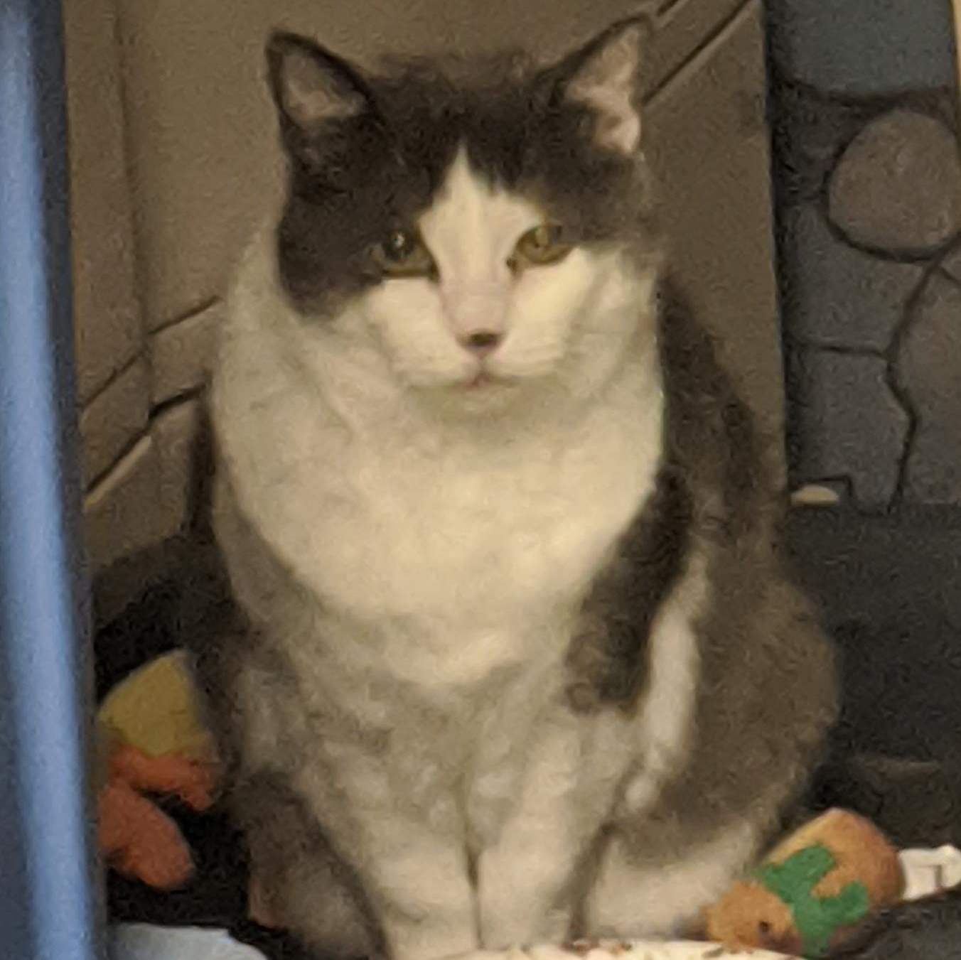 Priscilla, Adoptable, Senior Female American Shorthair.