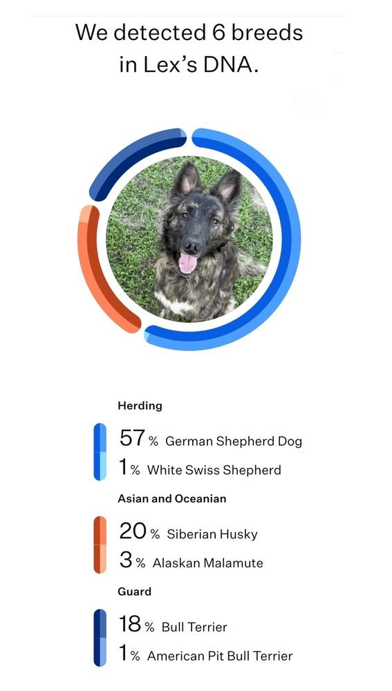 Enlarge Leon, a Adoptable mixed breed in Frisco, TX image 3/6