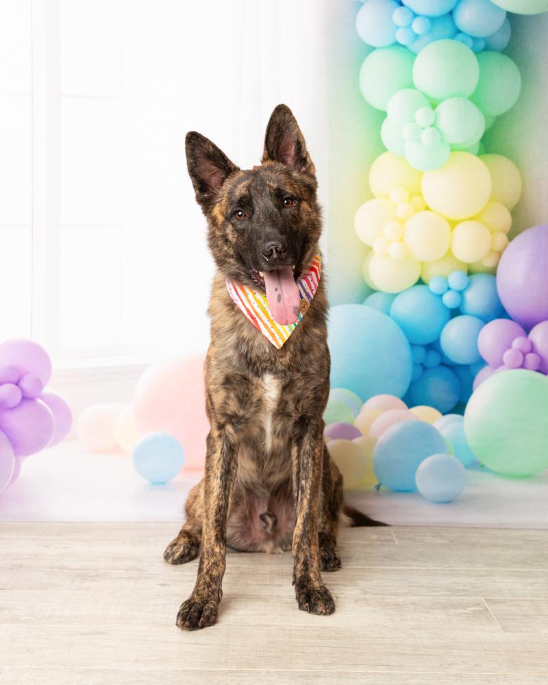 Enlarge Leon, a Adoptable mixed breed in Frisco, TX image 5/6