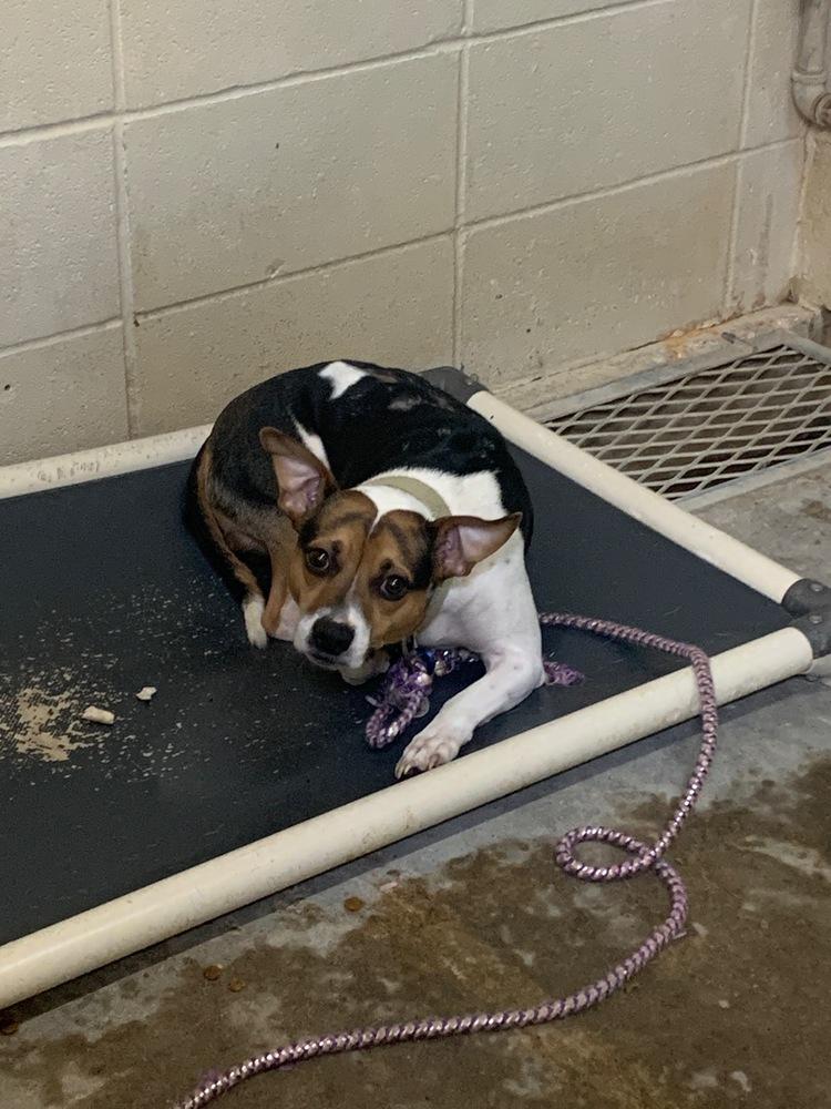 Enlarge HALF PINT (214 HALFWAY HOUSE RD), a Adoptable mixed breed in Opelousas, LA image 2/4