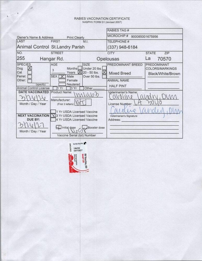 Enlarge HALF PINT (214 HALFWAY HOUSE RD), a Adoptable mixed breed in Opelousas, LA image 3/4