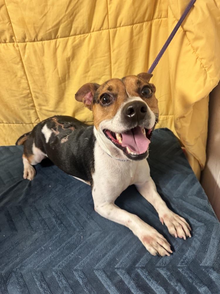 Enlarge HALF PINT (214 HALFWAY HOUSE RD), a Adoptable mixed breed in Opelousas, LA image 4/4