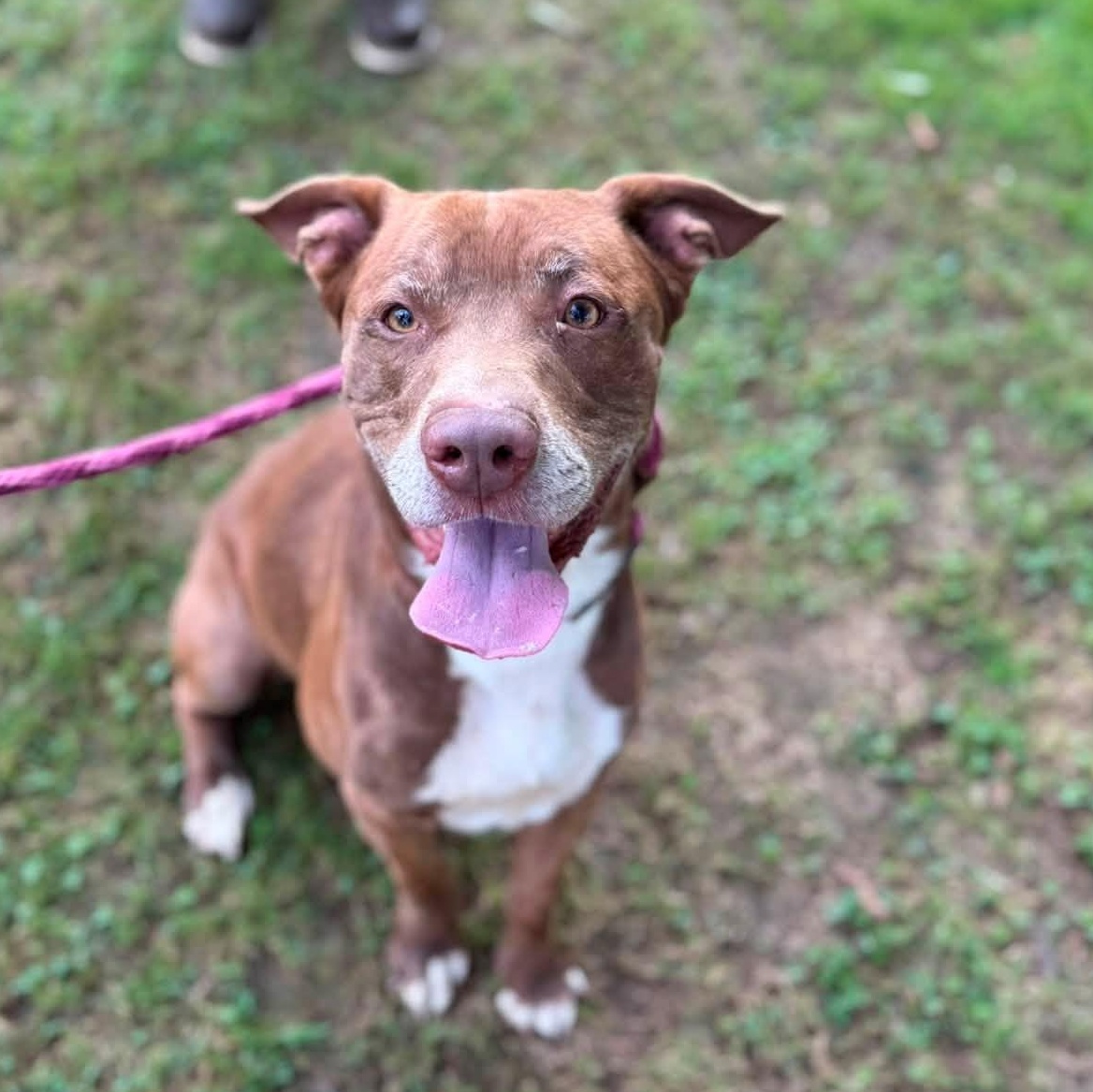 Enlarge Bailey, a Adoptable mixed breed in Pembroke, MA image 3/4
