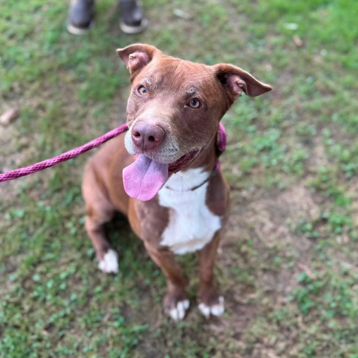 Enlarge Bailey, a Adoptable mixed breed in Pembroke, MA image 1/4