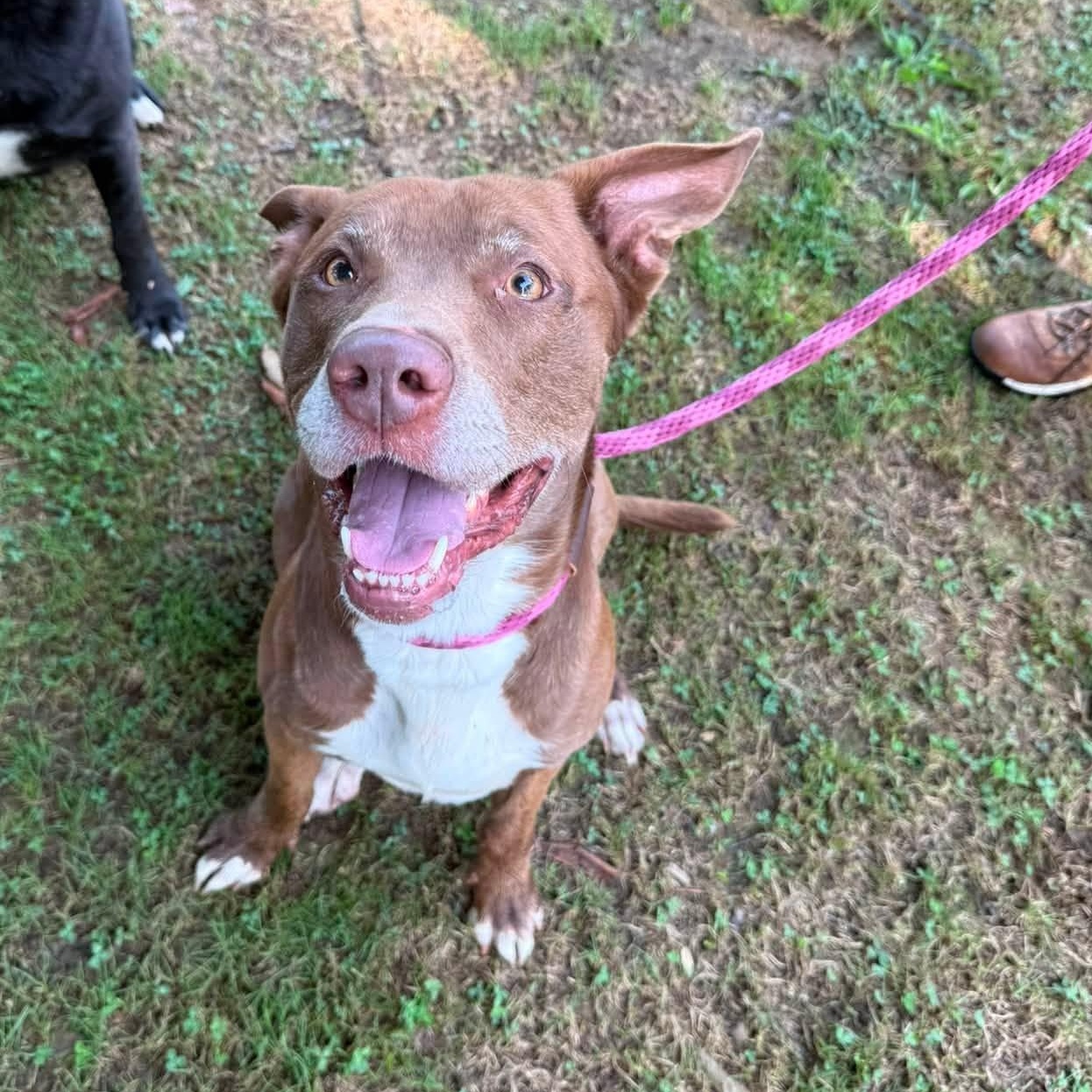 Enlarge Bailey, a Adoptable mixed breed in Pembroke, MA image 2/4