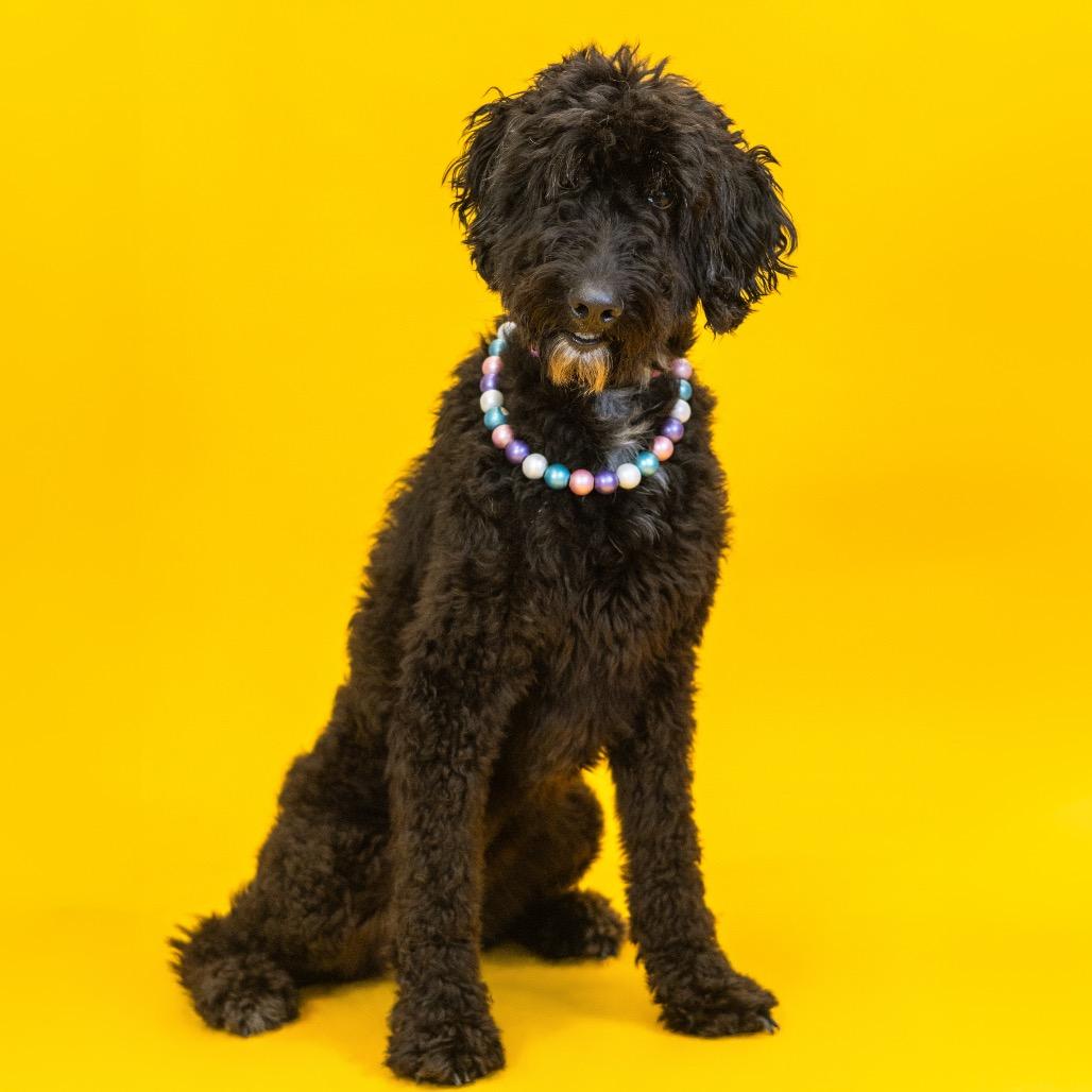 Diamond, Adoptable, Adult Female Australian Cattle Dog / Blue Heeler & Poodle.