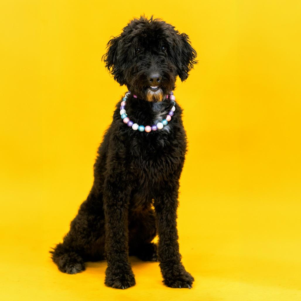 Enlarge Diamond, a Adoptable mixed breed in Wilmington, DE image 5/6