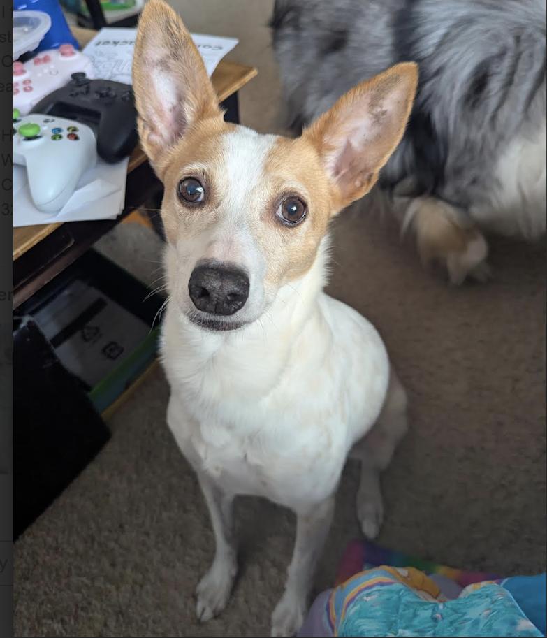 Sky **Foster Needed**, ADOPTABLE, Senior Male Chihuahua.