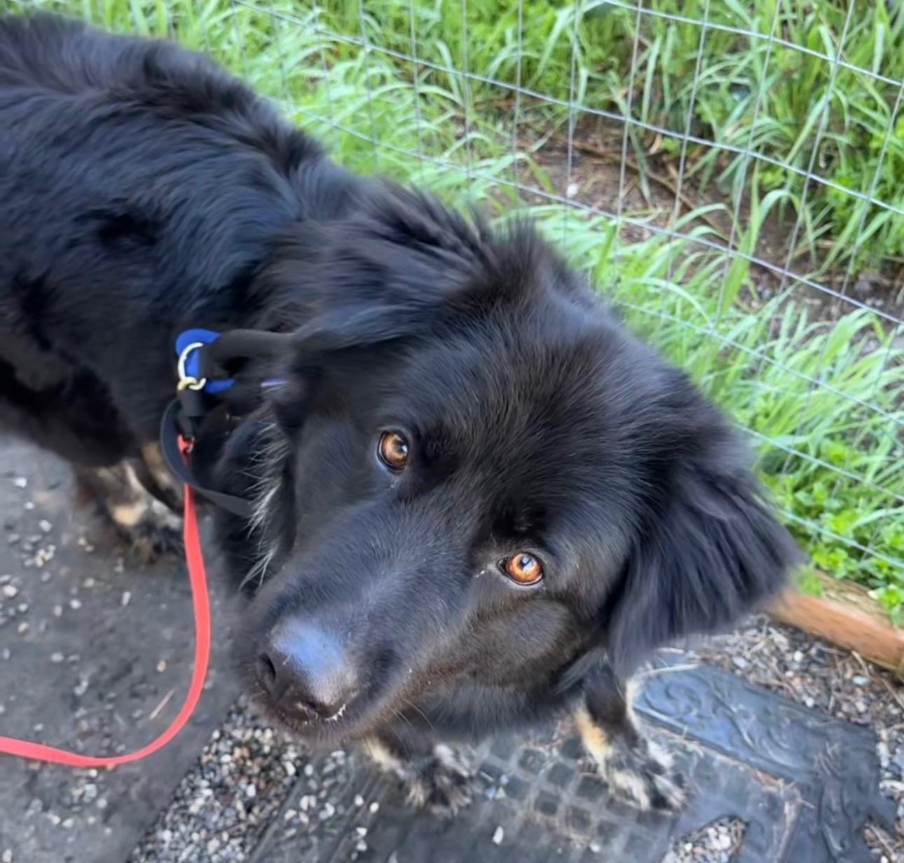 Enlarge Winnie, a Adoptable mixed breed in Hood River, OR image 2/2