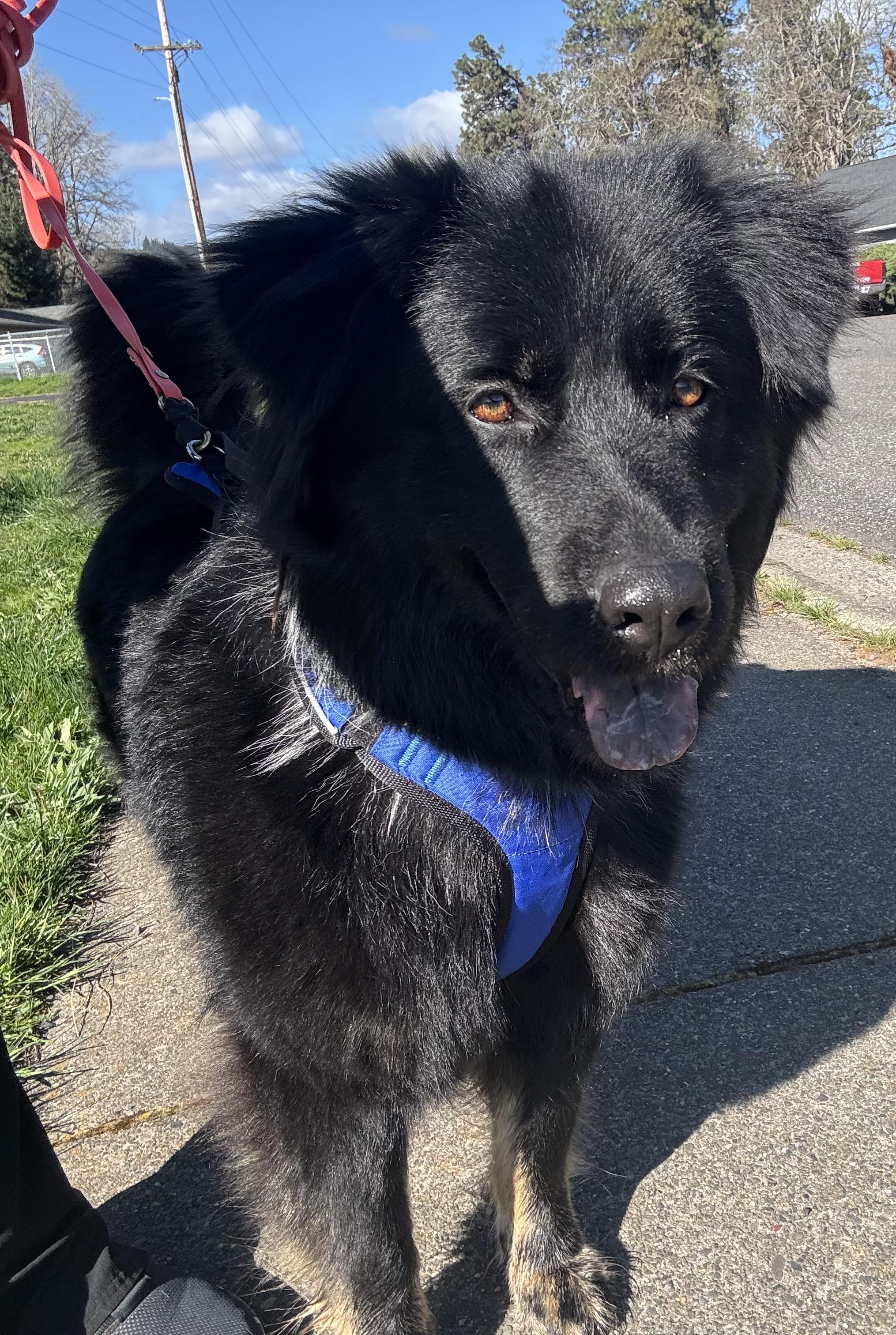 Enlarge Winnie, a Adoptable mixed breed in Hood River, OR image 1/2