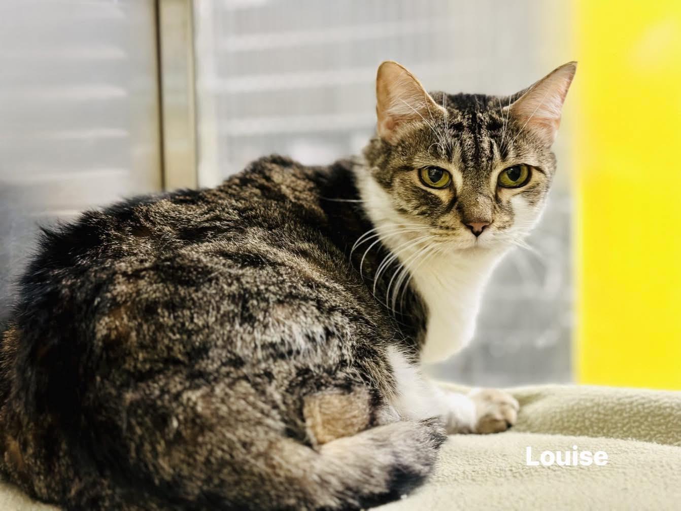 Louise, a ADOPTABLE mixed breed in Allentown, PA image 2/3