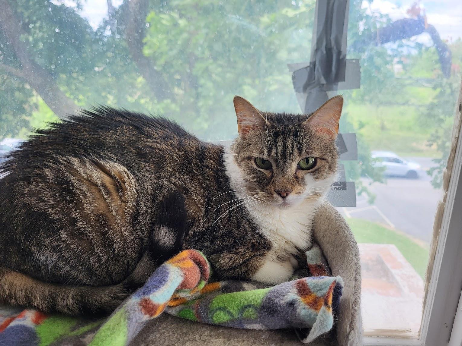 Louise, a ADOPTABLE mixed breed in Allentown, PA image 3/3