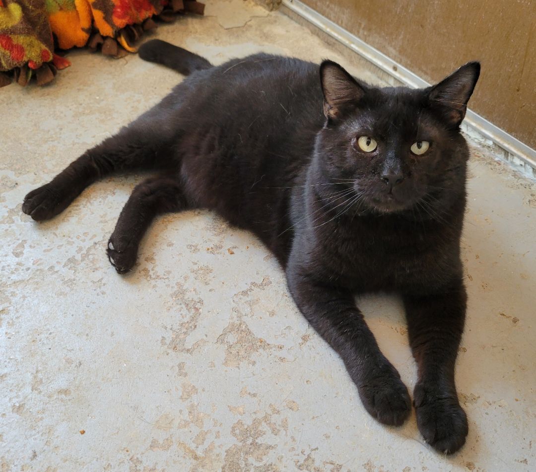 Bramble, Adult Male Domestic Medium Hair