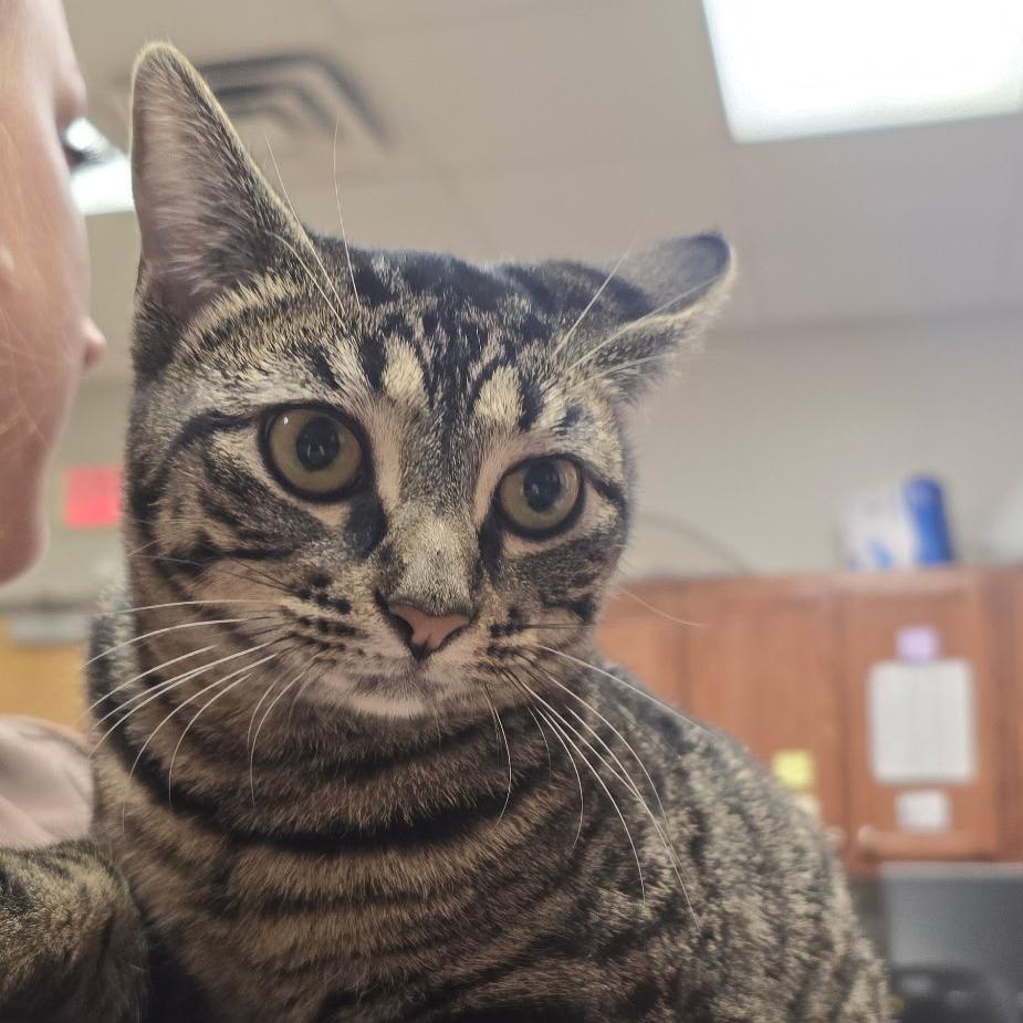 Callie - 112201T, a Adoptable Domestic Short Hair in Tupelo, MS image 1/2