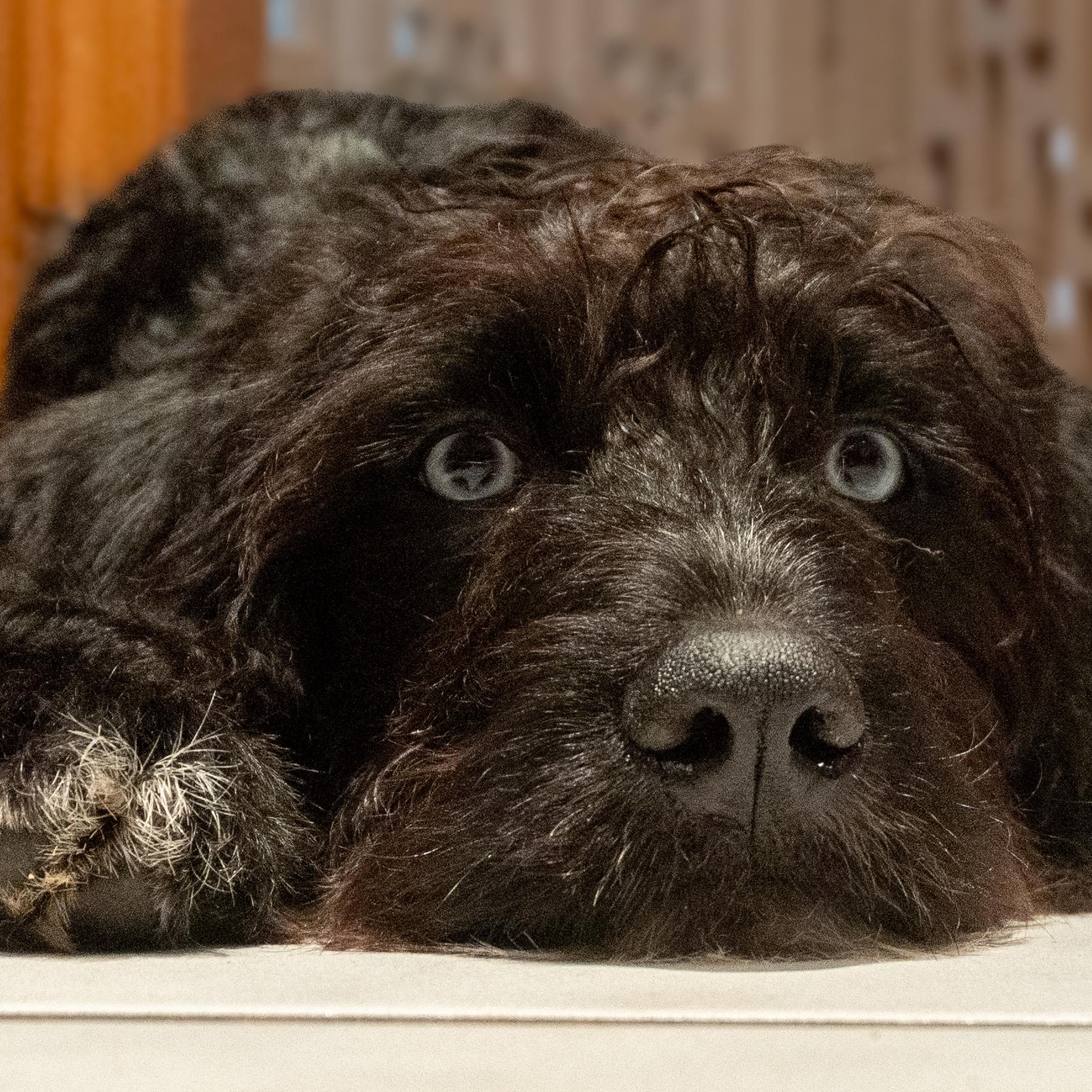 Enlarge Diamante', an adoptable mixed breed in Palatine, IL image 2/5