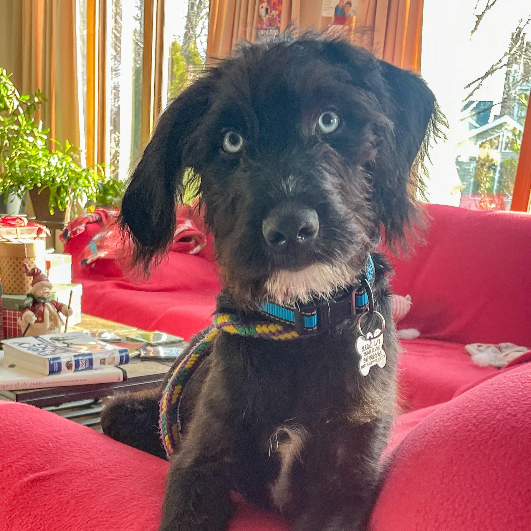 Diamante', adoptable, Puppy Male Poodle & Mixed Breed.