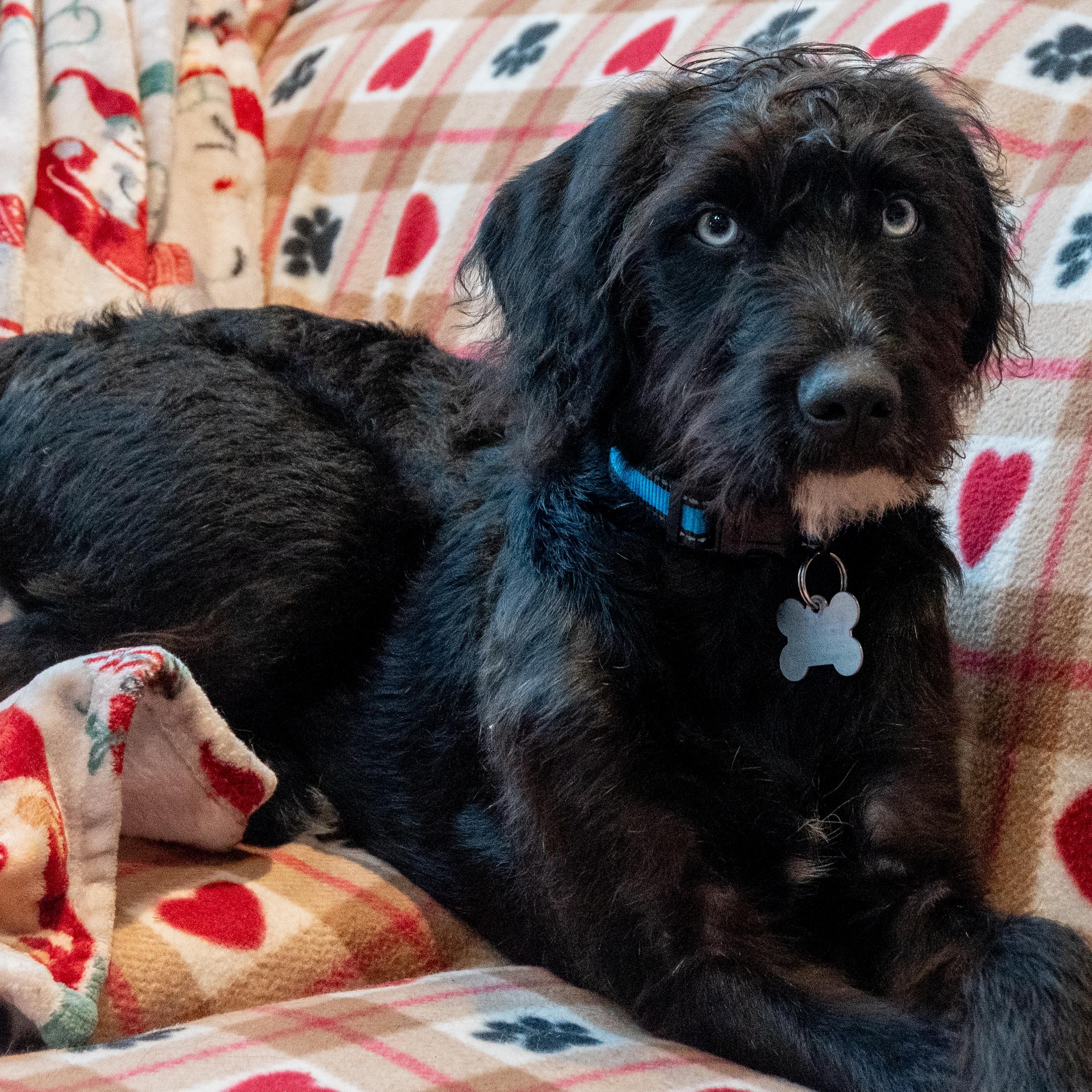 Enlarge Diamante', an adoptable mixed breed in Palatine, IL image 3/5