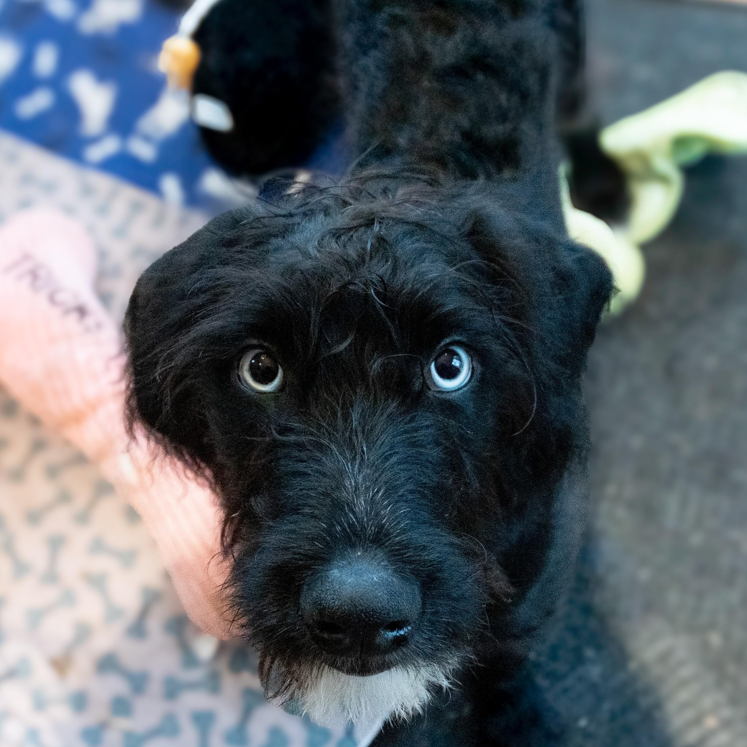 Enlarge Diamante', an adoptable mixed breed in Palatine, IL image 4/5