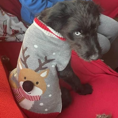 Enlarge Diamante', an adoptable mixed breed in Palatine, IL image 5/5