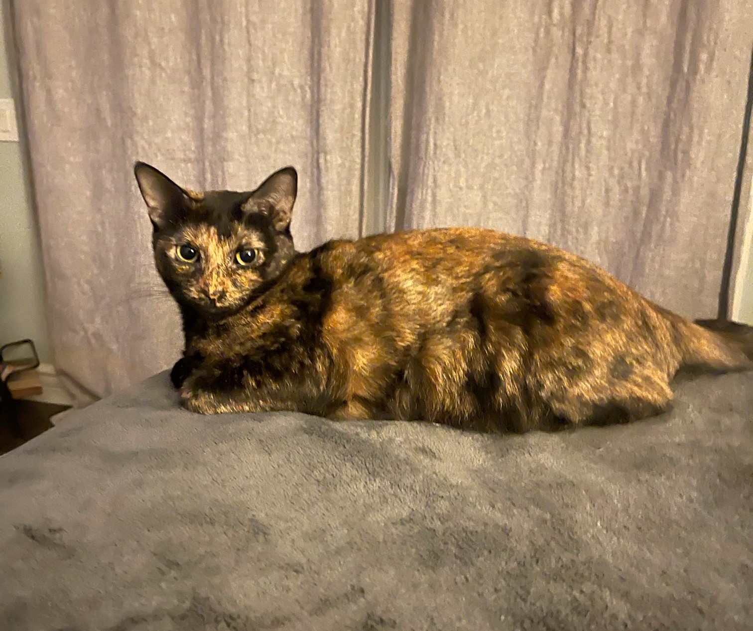 Onyx, a Adoptable mixed breed in Mission Viejo, CA image 1/2