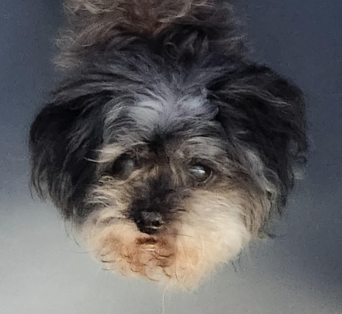 Sammy, Adopted, Senior Male Shih Tzu & Poodle.