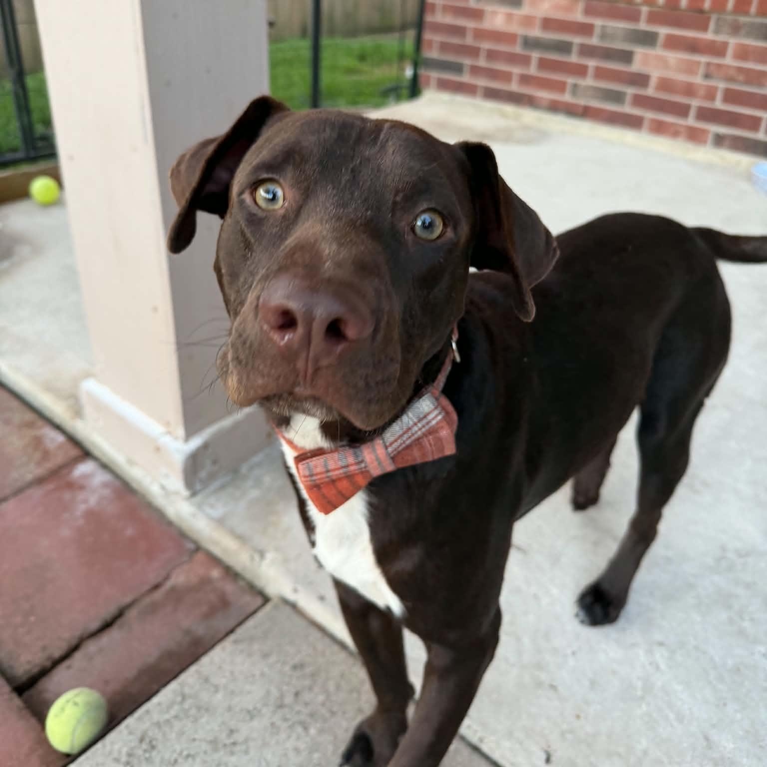 Sully (Sullivan), Adoptable, Young Male Chocolate Labrador Retriever.