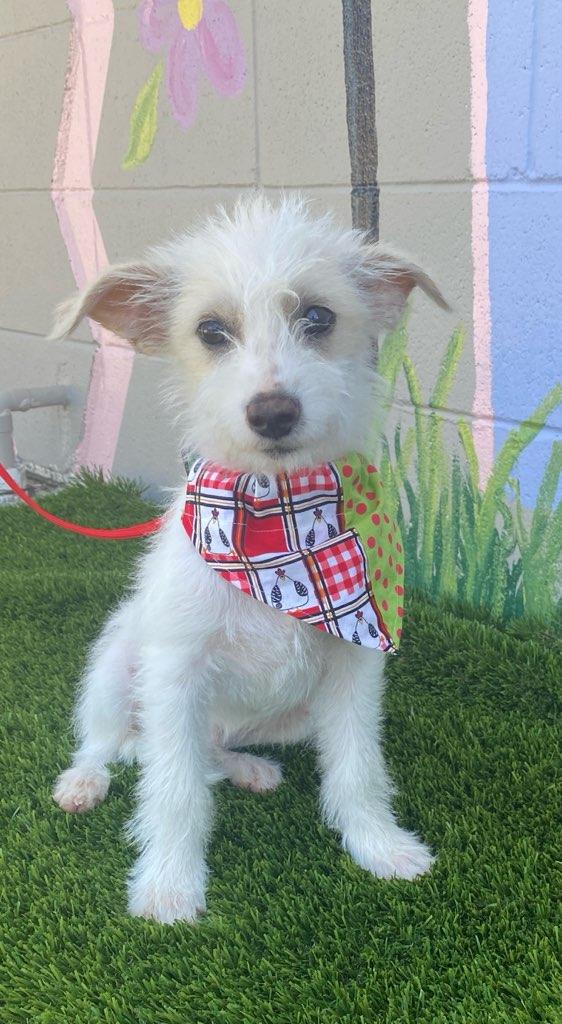 Willie, an adopted mixed breed in Colusa, CA image 2/6