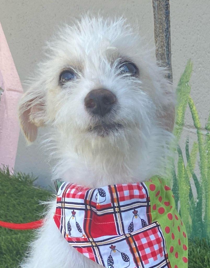 Willie, an adopted mixed breed in Colusa, CA image 5/6