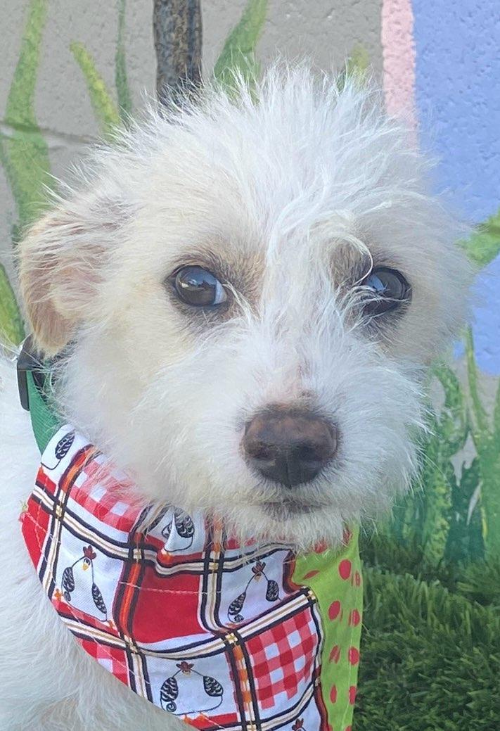 Willie, an adopted mixed breed in Colusa, CA image 6/6