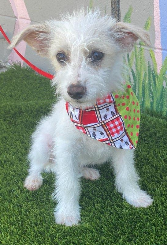 Willie, an adopted mixed breed in Colusa, CA image 4/6