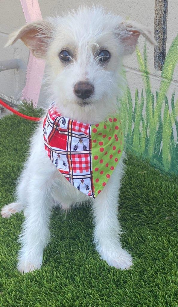 Willie, adopted, Puppy Male Miniature Poodle & Terrier.