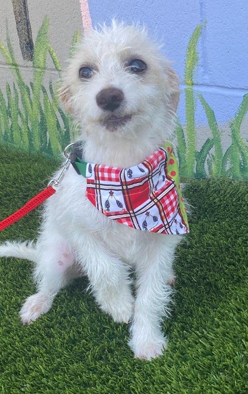 Willie, an adopted mixed breed in Colusa, CA image 3/6