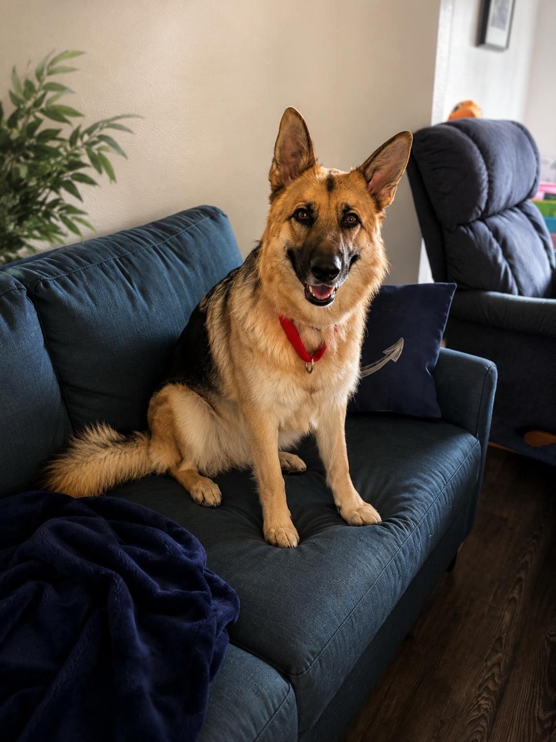 Laylarose, a ADOPTABLE mixed breed in Murrieta, CA image 2/6