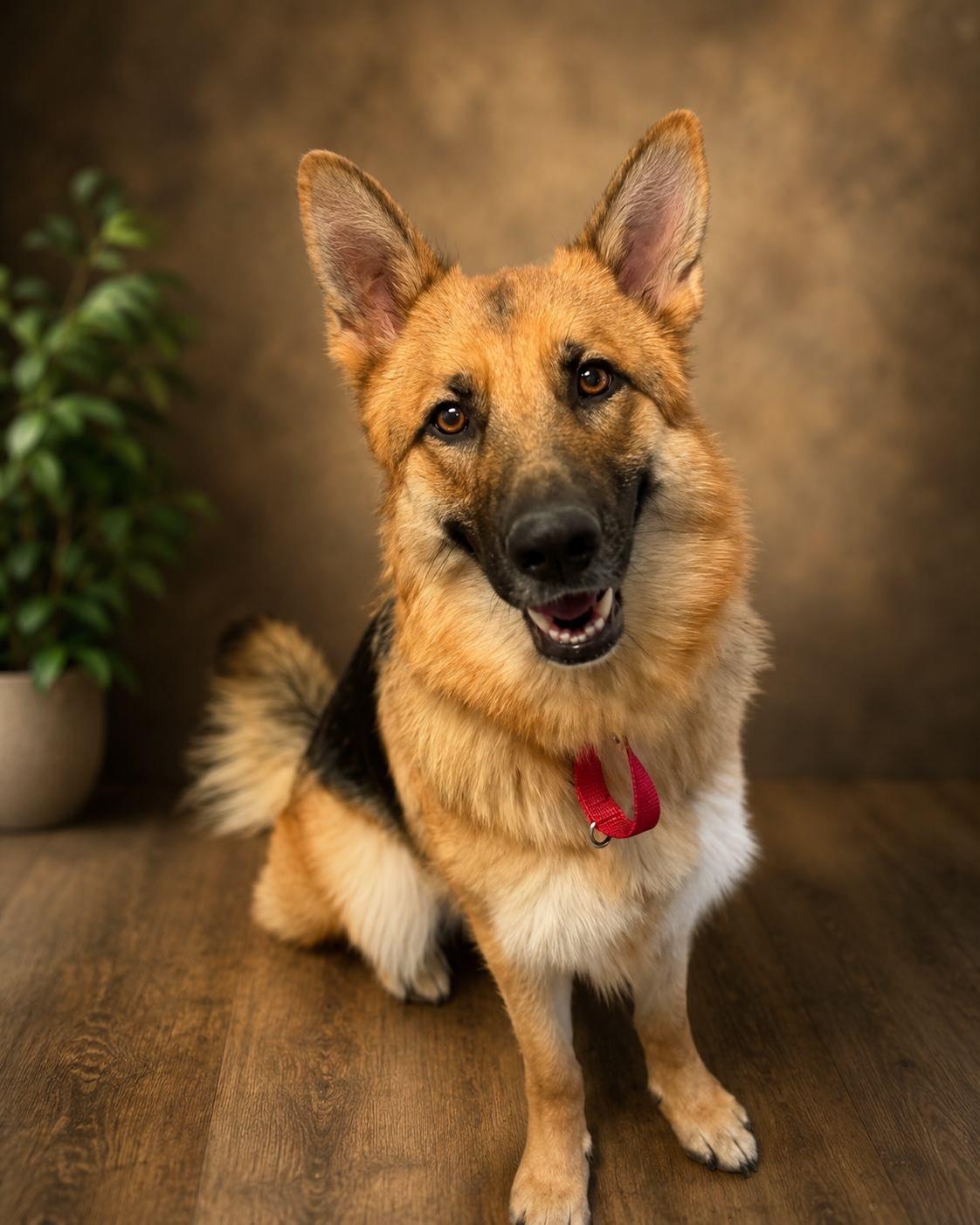 Laylarose, ADOPTABLE, Young Female German Shepherd Dog.