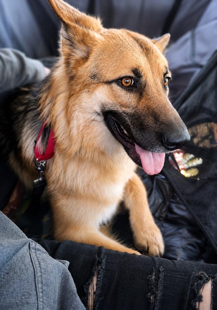 Laylarose, a ADOPTABLE mixed breed in Murrieta, CA image 3/6