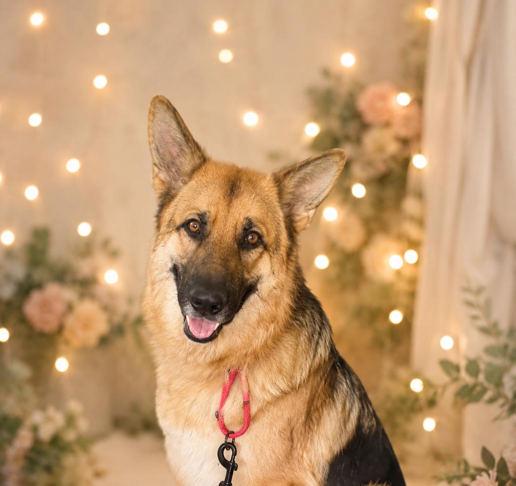 Enlarge Laylarose, an adoptable mixed breed in Murrieta, CA image 3/6