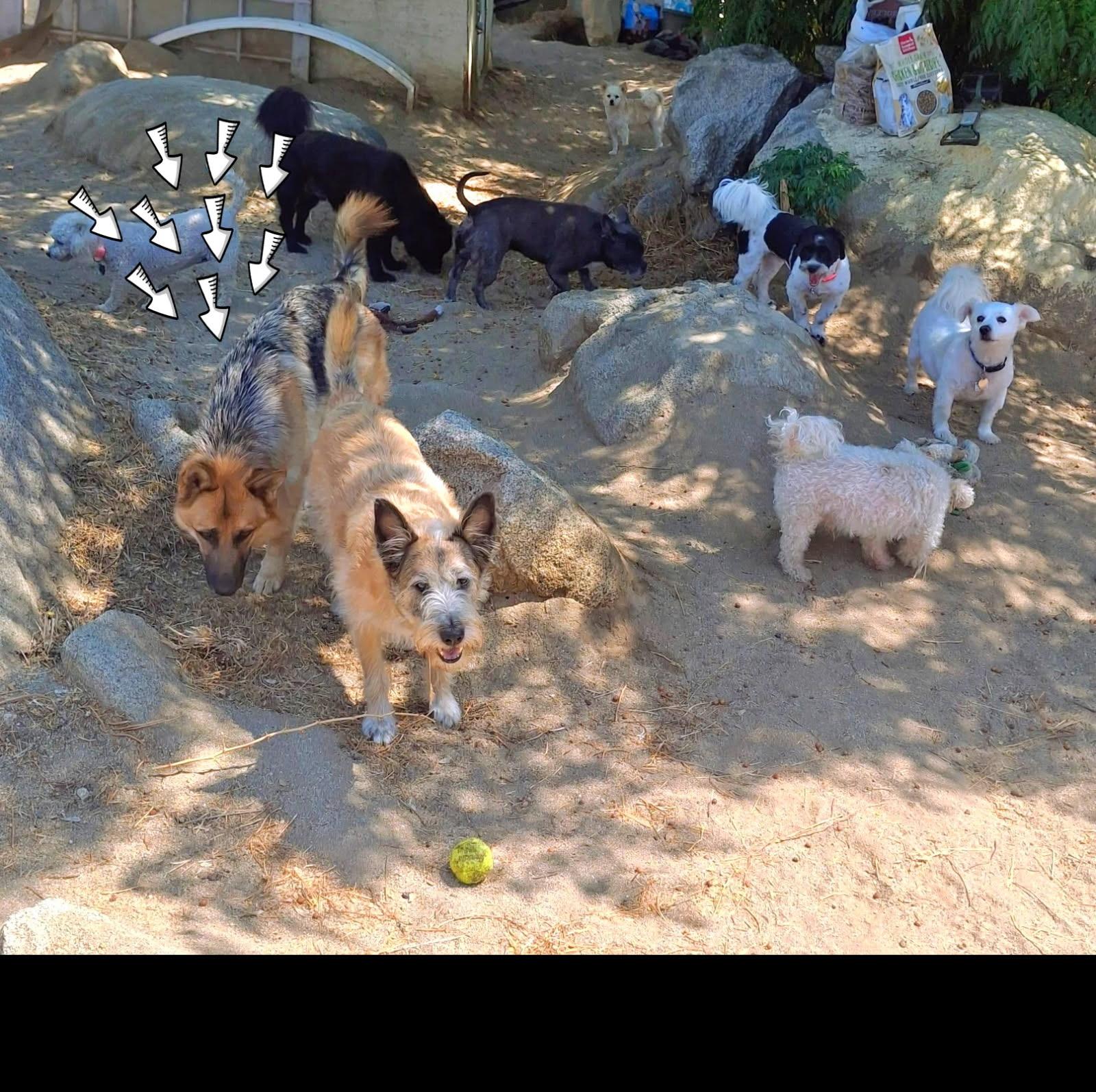 Enlarge Laylarose, an adoptable mixed breed in Murrieta, CA image 4/6