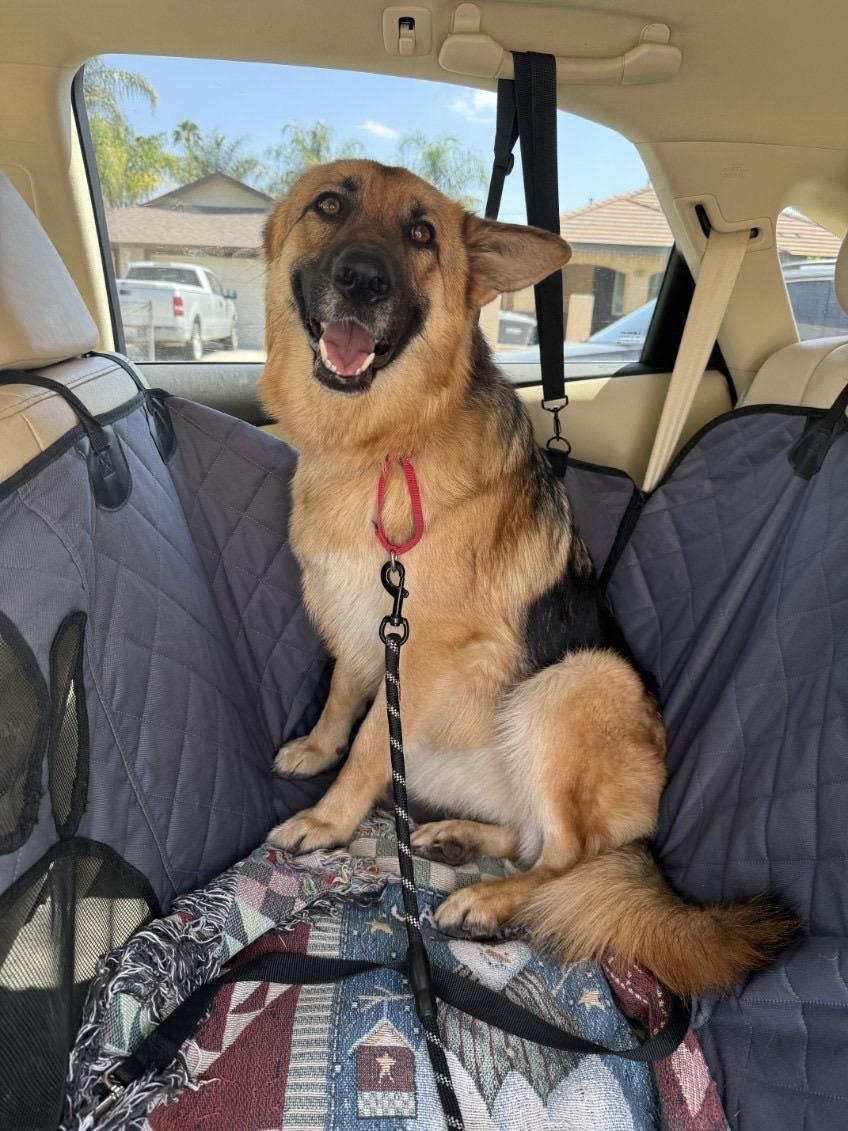 Laylarose, a ADOPTABLE mixed breed in Murrieta, CA image 5/6