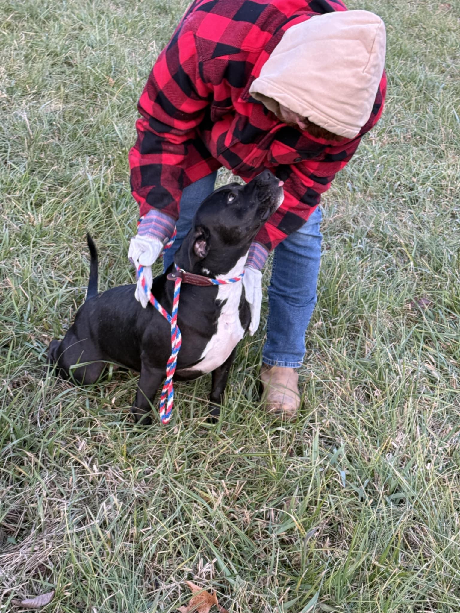 Pepper Ann, Adoptable, Adult Female American Staffordshire Terrier.