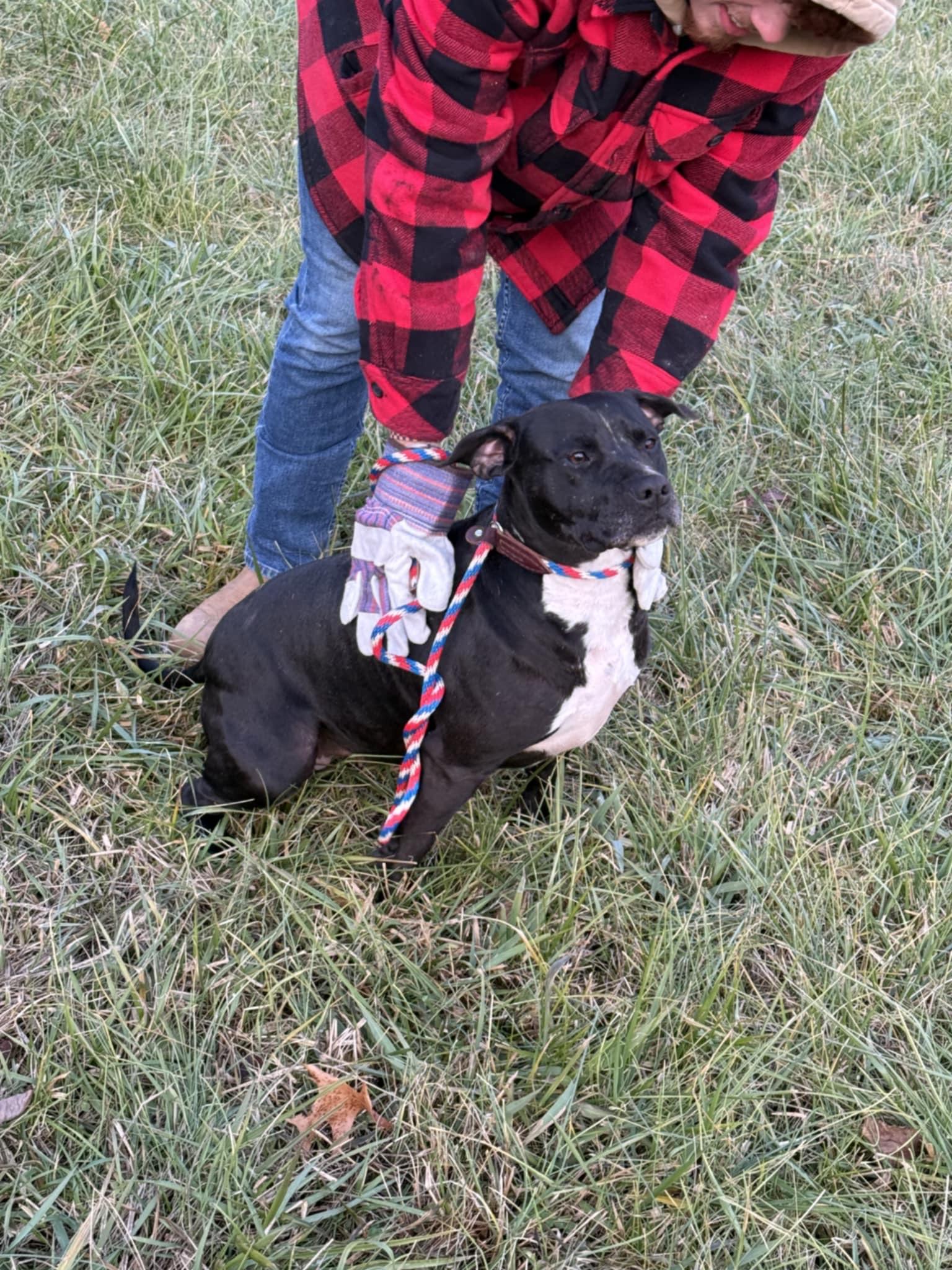 Pepper Ann, a Adoptable mixed breed in Elizabeth, WV image 2/4